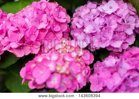 Material was taken to the main the hydrangea.
