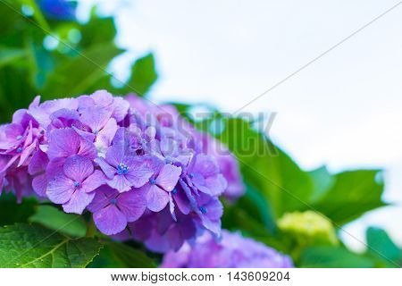 Material was taken to the main the hydrangea.