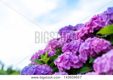 Material was taken to the main the hydrangea.