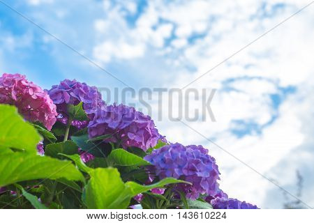 Material was taken to the main the hydrangea.