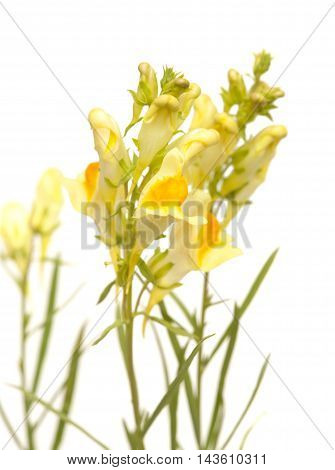 Linaria Vulgaris ,common Toadflax