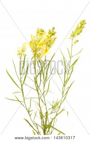 Linaria Vulgaris ,common Toadflax