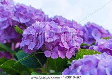 Material was taken to the main the hydrangea.