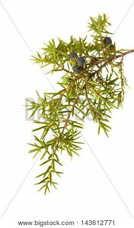 Common Juniper Twig With Ripe And Unripe Berries