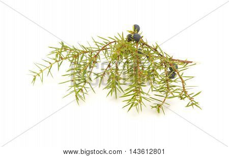 Common Juniper Twig With Ripe And Unripe Berries