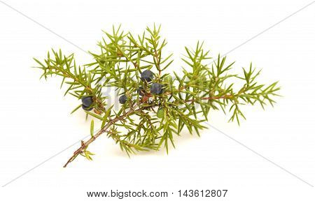 Common Juniper Twig With Ripe And Unripe Berries