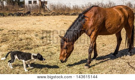 Photo brown horse and dog getting to know each other