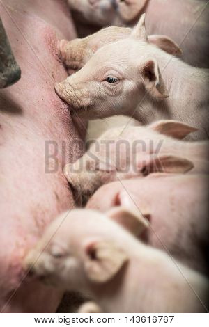 Pig in pig sty on organic farm