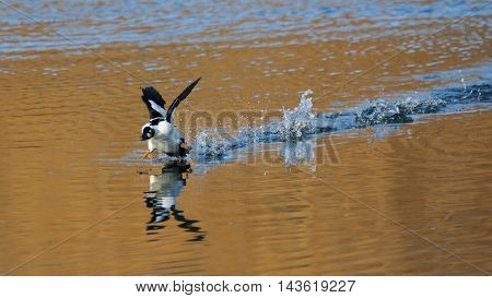 Running male Common goldeneye (Bucephala clangula) reflected in pond water surface. Moscow region Russia