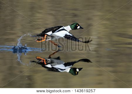 Running male Common goldeneye (Bucephala clangula) reflected in pond water surface. Moscow region Russia