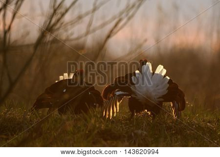 Male Black Grouses (Tetrao tetrix) at evening lek. National park Plesheevo Lake Yaroslavl region Russia