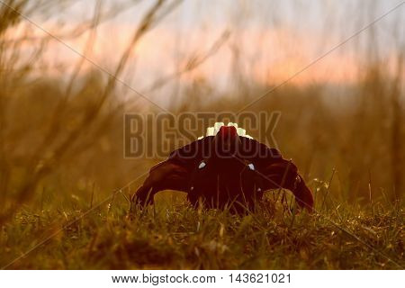 Male Black Grouse (Tetrao tetrix) at evening lek. National park Plesheevo Lake Yaroslavl region Russia