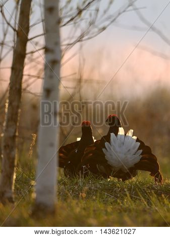 Male Black Grouses (Tetrao tetrix) at evening lek. National park Plesheevo Lake Yaroslavl region Russia
