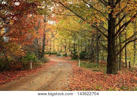 Country Road Meandering Through Trees With Autumn Foliage