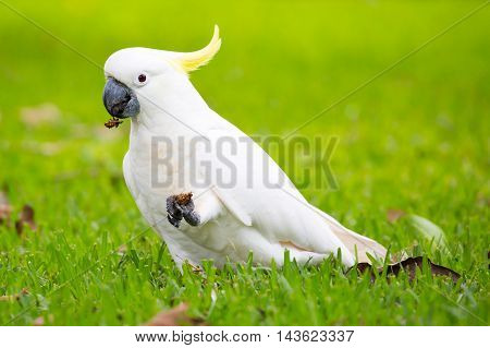 A wild yellow-crested cockatoo spotted eating on Fitzroy Island, Queensland, Australia