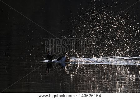 Common Goldeneye (Bucephala clangula) courtship display at early spring in Moscow region Russia