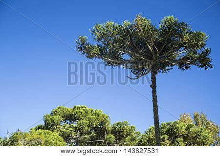 Closeup Of Upper Part Of Araucaria Angustifolia ( Brazilian Pine) With Sky Background, Campos Do Jor