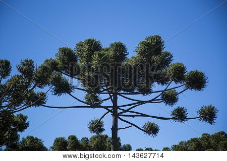 Closeup Of Upper Part Of Araucaria Angustifolia ( Brazilian Pine) With Sky Background, Campos Do Jor