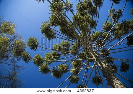 Closeup Of Upper Part Of Araucaria Angustifolia ( Brazilian Pine) With Sky And Clouds Background, Ca