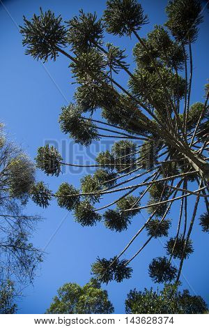 Closeup Of Upper Part Of Araucaria Angustifolia ( Brazilian Pine) With Sky Background, Campos Do Jor