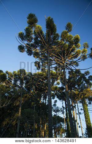 Closeup Of Upper Part Of Araucaria Angustifolia ( Brazilian Pine) With Sky Background, Campos Do Jor