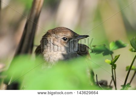 Thrush Nightingale (Luscinia luscinia) closeup. Moscow region Russia