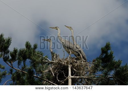 Three Grey Heron (Ardea cinerea) juvenile birds in the nest. National park Plesheevo Lake Yaroslavl region Russia
