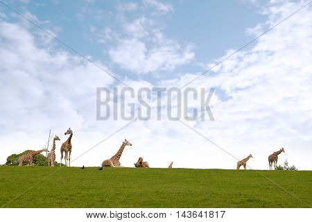 giraffes gathering in the grass on fota wildlife park in county cork ireland