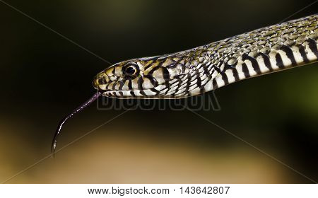 Snake close-up with its tongue hanging out