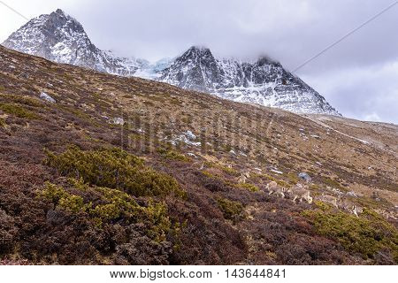 Deer eating grass on the snow mountains in Yading Nature Reserve.