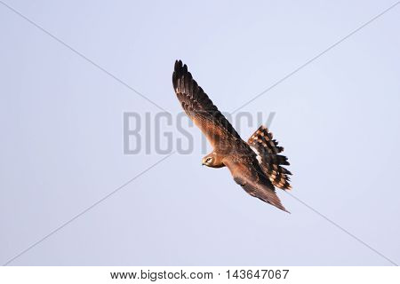 Flying juvenile Montagus harrier (Circus pygargus). Kaluga region Russia
