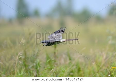 Flying male Montagus harrier (Circus pygargus). Kaluga region Russia