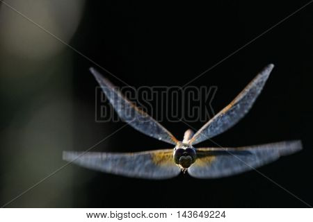 Flying dragonfly Vagrant darter (Sympetrum vulgatum). Kaluga region Russia