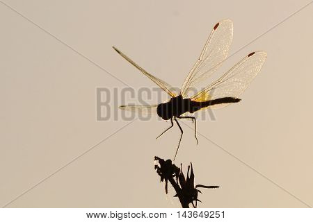 Flying dragonfly Vagrant darter (Sympetrum vulgatum). Kaluga region Russia