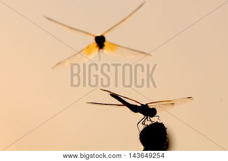Flying and sitting dragonflies Vagrant darter (Sympetrum vulgatum). Kaluga region Russia