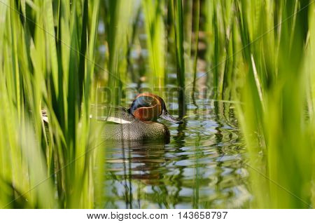 Common Teal (Anas crecca) drake among reeds. Moscow region Russia
