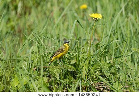 Singing male Yellow wagtail (Motacilla flava) at summer meadow. Near Moscow Russia