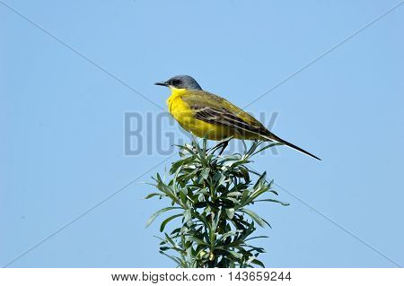 Perching female Yellow wagtail (Motacilla flava) at summer meadow. Near Moscow Russia