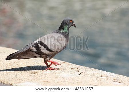 the pigeon walk to the pond in daylight