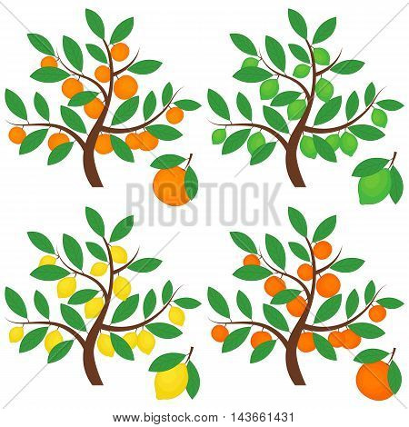 Vector citrus trees with oranges lemons limes and grapefruits