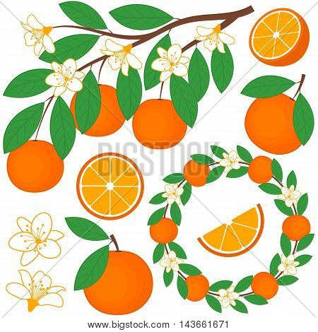 Vector oranges set with flowers wreath branch and leaves