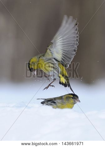 Flying Siskin (Carduelis spinus) above snowdrift. Moscow region Russia