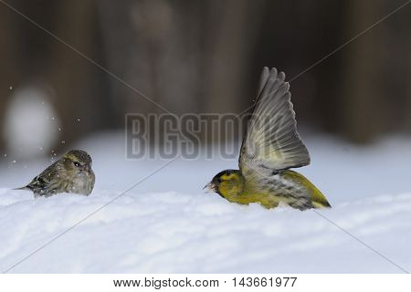 Flapping wings male Siskin (Carduelis spinus) in snow near female. Moscow region Russia