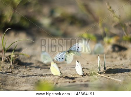 white butterflies circling above the sand beach
