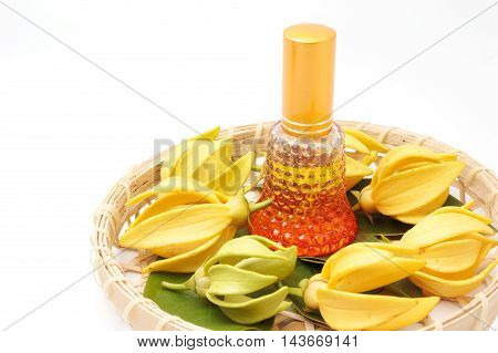 Ylang-Ylang essential oil with flowers isolated on white background.