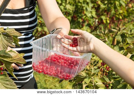 Woman And Children Who Pick Curants In A Field During Summer 2016