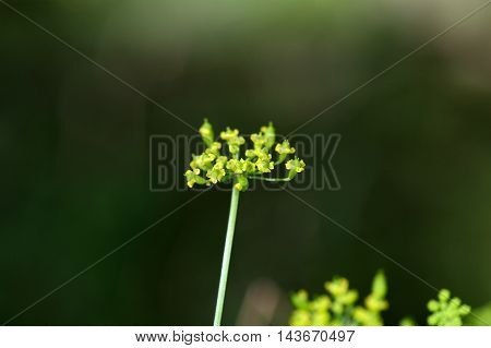 Macro photo of a wild parsnip flower (Pastinaca sativa)