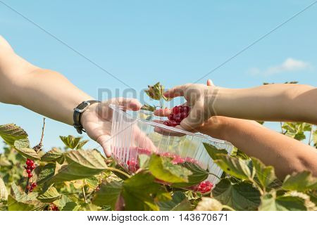 Woman And Children Who Pick Curants In A Field During Summer 2016