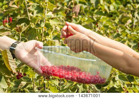 Woman And Children Who Pick Curants In A Field During Summer 2016