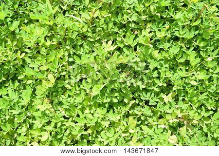 Natural beautiful and colorful plant at danang